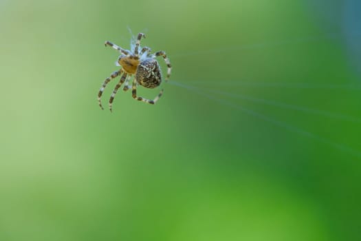 Cross spider in a spider web, lurking for prey. Blurred background. A useful hunter among insects. Arachnid. Animal photo from the wild.