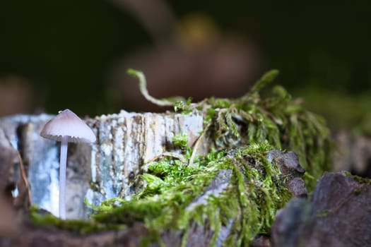 a filigree small mushroom in a tree root, with light spot in the forest. Forest floor with moss and pine needles. Macro shot from nature