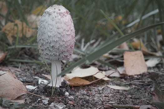 Young crested inkling growing on forest floor between moss and needles. Nature photo from wood