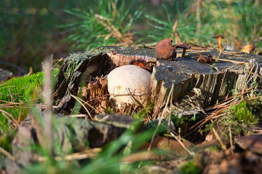 Young crested inkling growing on forest floor between moss and needles. Nature photo from wood