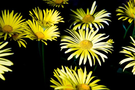 Plenty of Leopard's Bane(Doronicum Orientale) with black background.