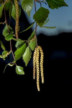 Birch Tree Leaves with Seed Capsule