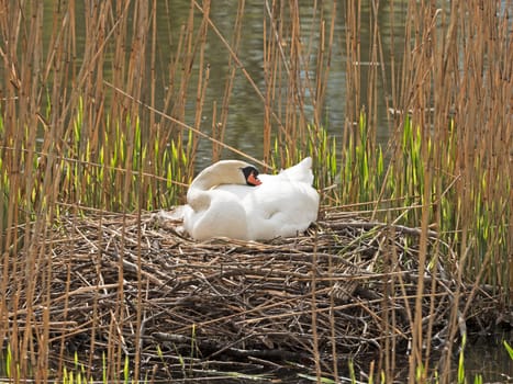 Swan breeds in the nest