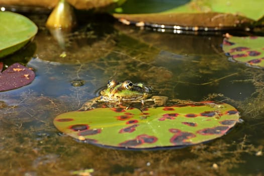 Pond frog (Pelophylax esculentus) on water lily leaf