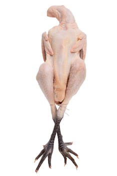 Bresse chicken Poulet de Bresse isolated on white background