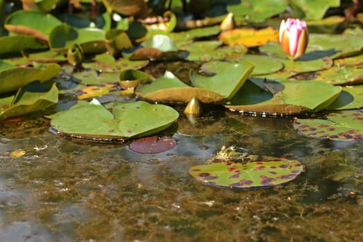 Pond frog (Pelophylax esculentus) in the water lily pond