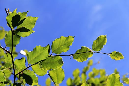 Green leaves against the blue sky. Green foliage on the tree