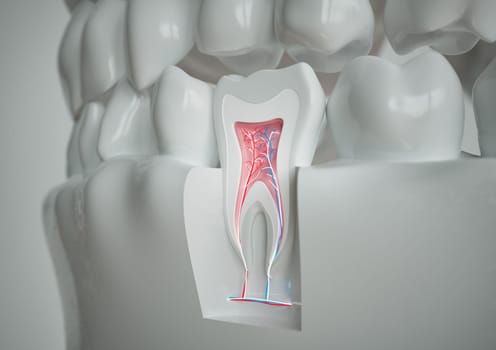 anatomy of a tooth with complete dentition on a white background -- 3D Rendering