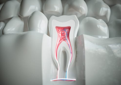 anatomy of a tooth with complete dentition on a white background -- 3D Rendering