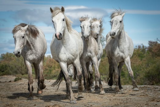 27/04/2019 : White horses are walking in the sand all over the landskape  of Camargue, south of France