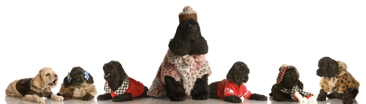 american cocker spaniel family dressed up in clothing - mother and puppies