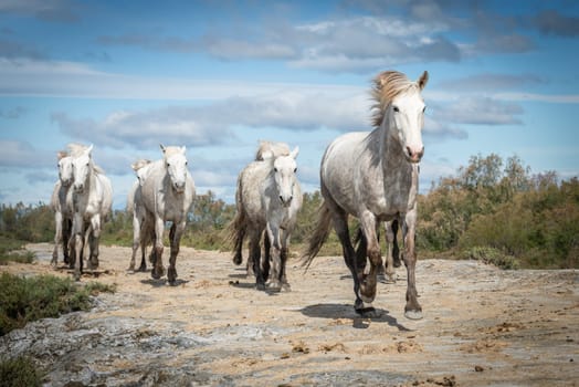 Herd of white horses are taking time on the beach. Image taken in Camargue, France.