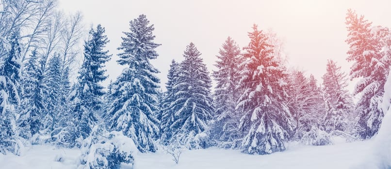 Morning sunrise in the spruce forest with firs covering by soft snow. Beautiful snowy background.