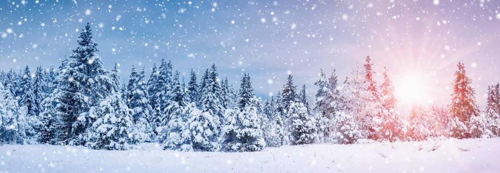Beautiful snowfall in spruce forest on the morning. Sunrise in the fir woods. Panoramic background.