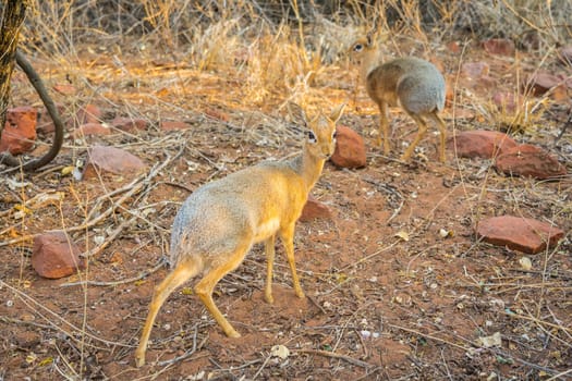 A Dik-dik antelope in the Waterberg National Park in Namibia in Africa.