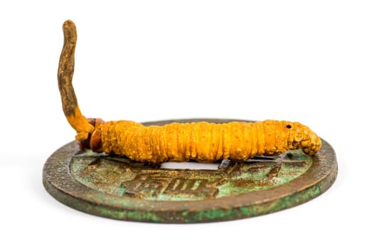 caterpillar fungus on an antique Chinese coin