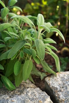 Sage bush in the garden. Growing medicinal herbs. Homeopathy aromatherapy. Herbal treatment. Living plant salva. Medicine. Natural plant lifestyle background