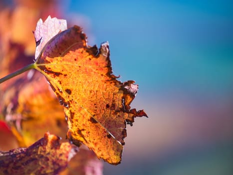 Red leaves close up in the vineyard