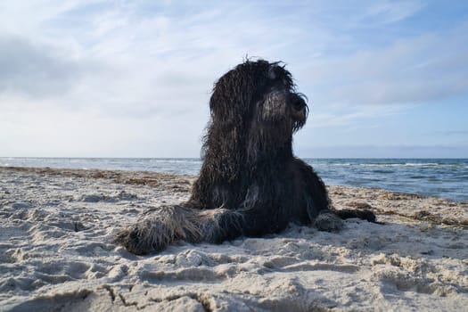 Goldendoodle is lying in the sand on the beach in front of the sea in Denmark. Long black fur with light spots. Animal photo of dog