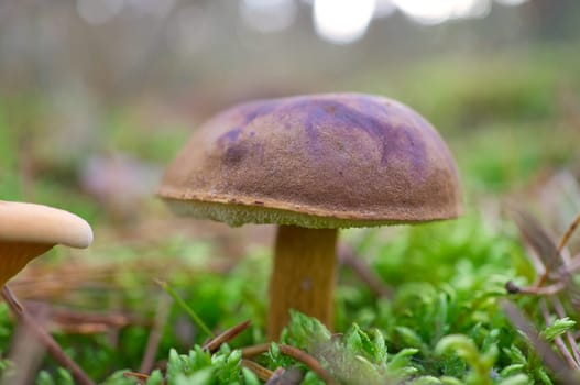 Chestnut, brown cap. Mushroom on the forest floor with moss and pine needles. Edible mushroom collected in the forest. Photo from nature