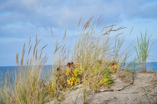 Dune landscape in Denmark by the sea. Trip to the Baltic Sea. Vacation on the beach. Scandinavia landscape photo