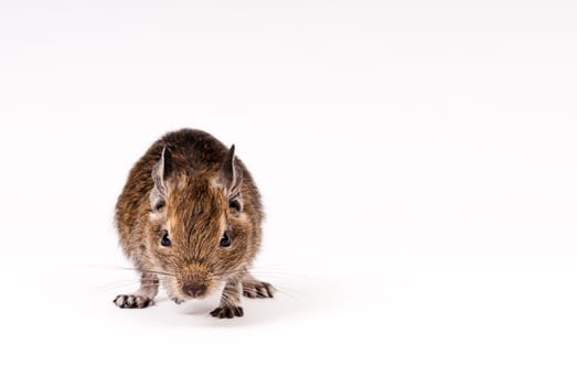 degu isolated over white