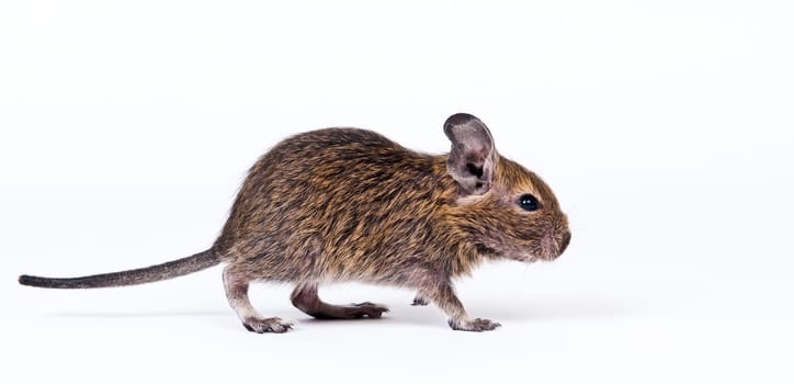 degu isolated over white