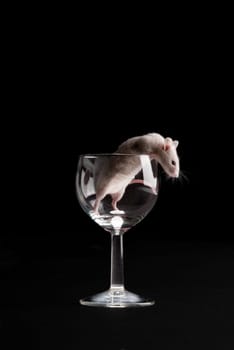 mouse in glass isolated over black