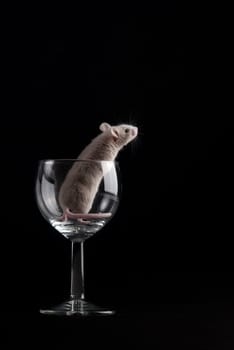 mouse in glass isolated over black