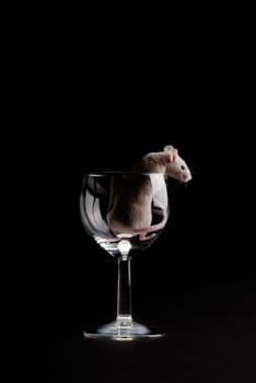 mouse in glass isolated over black