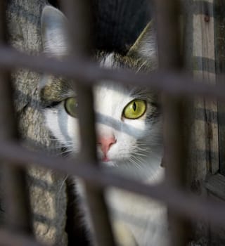 Cat in a cage.