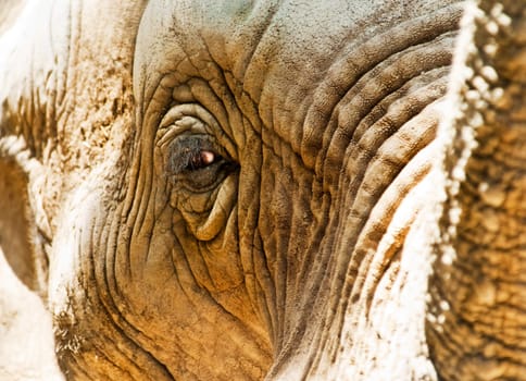An elephant eating at the zoo