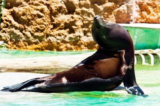A seal sunbathing at the zoo