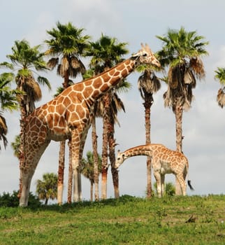 Mother and baby giraffe in the wild (Giraffa camelopardalis)
