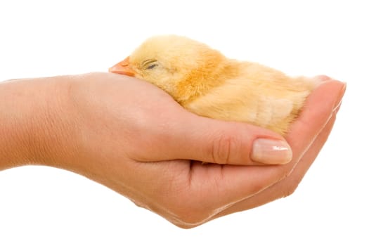 Woman holding a little sleeping chicken in hand - isolated