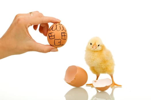 Little chicken needs a new home - real estate concept