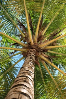 Low angle view of palm tree