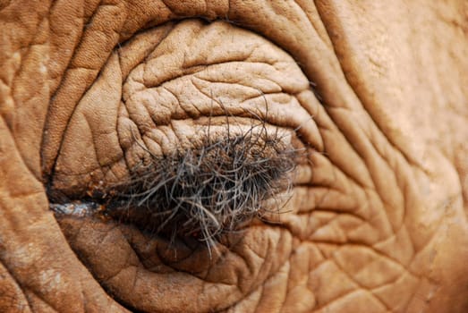 CloseUp of an closed African Elephant Eye clearly showing the bushy eye lashes
