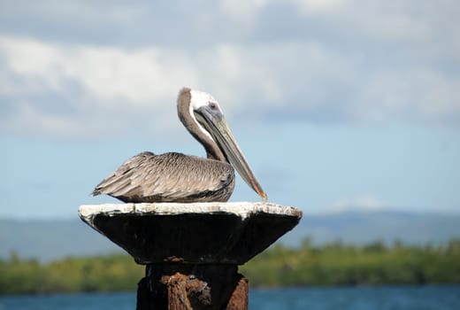 Brown pelican sitting on outdoor pilon