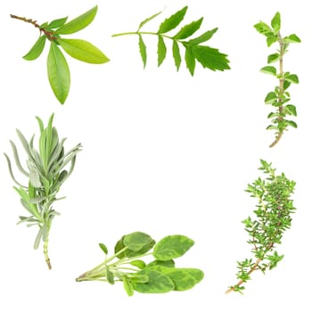 Abstract border design of organic bay leaves, valerian, oregano, lavender, variegated sage and thyme herb sprigs, set against a white background.