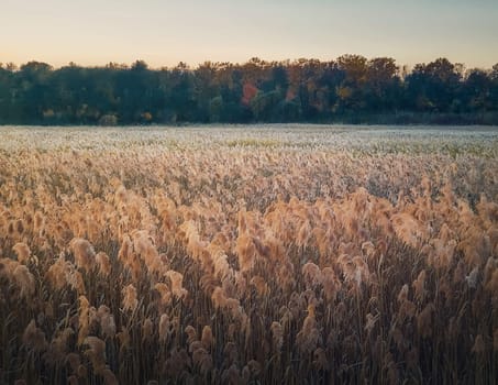 Dry reed land in front of an autumn forest background. Idyllic evening scene with golden bulrush texture