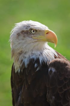 American bald eagle (Haliaeetus leucocephalus) portrait. Background blurred