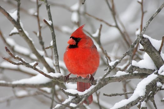 Male Northern Cardinal (cardinalis cardinalis) on a branch in a snow storm