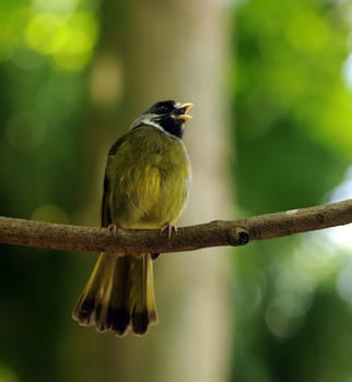 Small green bird perched on a tree