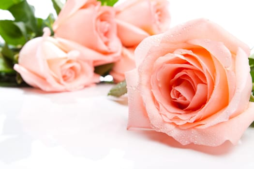 Roses bouquet, isolated, on a white background