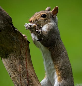 tree squirrel on a log that is covered in sunflower seed shells
