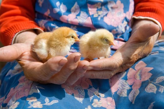 old peasant woman holding chicken in her wrinkled hands