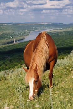brown horse grazing at meadow with beautiful view