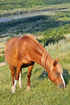 brown horse grazing at meadow with beautiful view