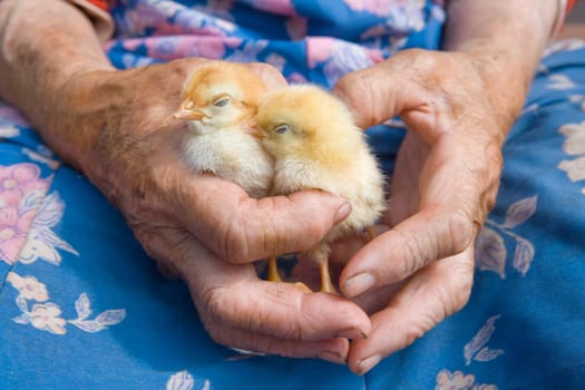 old peasant woman holding chicken in her wrinkled hands